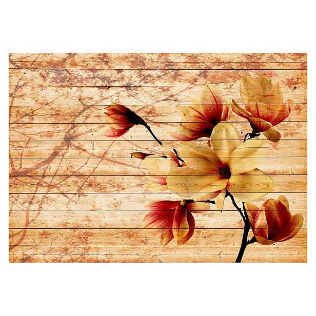 Fototapeta Magnolie na dřevě jaro jemnost květiny 312x219 lepidlo