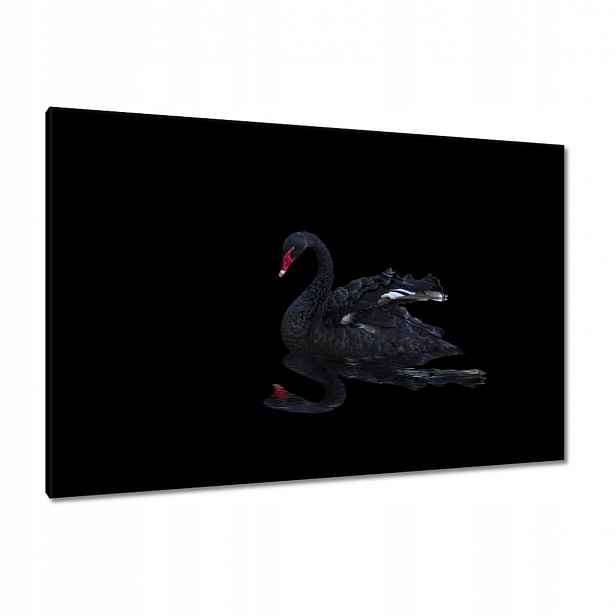 Obrazy 120x80 Krásná černá labuť