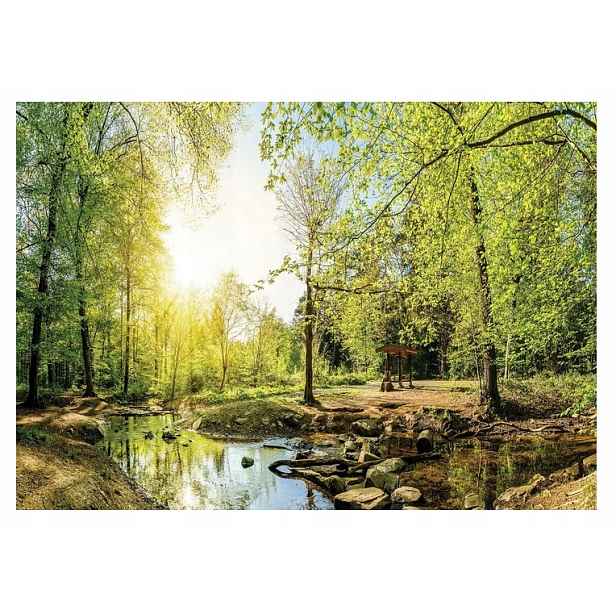 Fototapeta Les Stromy Krajina Příroda 3D 254x184