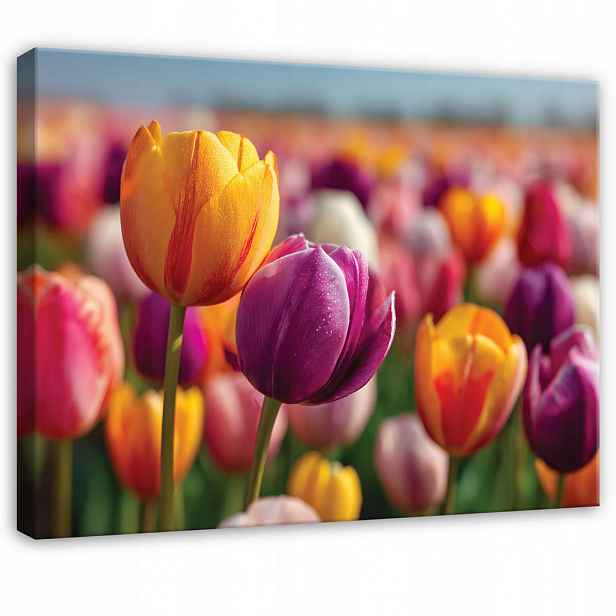 Wallarena PLÁTNO Květiny Tulipány Barevné 120x80 cm