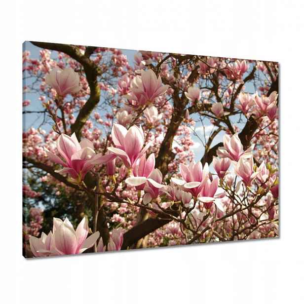 Obrazy 80x60 Magnolie Květiny Světle Modrá