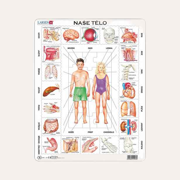 Dino NAŠE TĚLO 35 d. EDU Puzzle