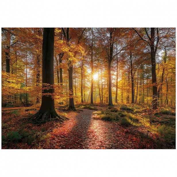 Wallarena FOTOTAPETA les stromy hnědá 150x105 cm