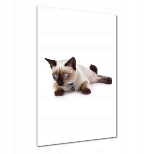 Obrazy 60x90 Kočička Kočky Kicia