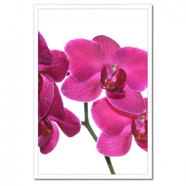 Plakáty v rámu 40x60 Fialový orchidej