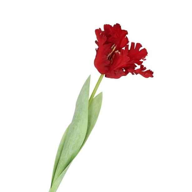Červený tulipán Silk Tulip Red - 64 cm daan kromhout