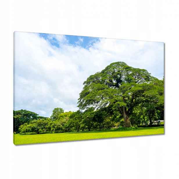 Obrazy 90x60 Stálezelený park