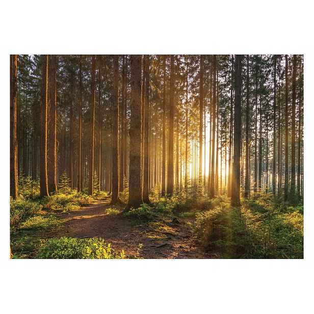 Fototapeta Les 3D Stromy Slunce Příroda 416x254
