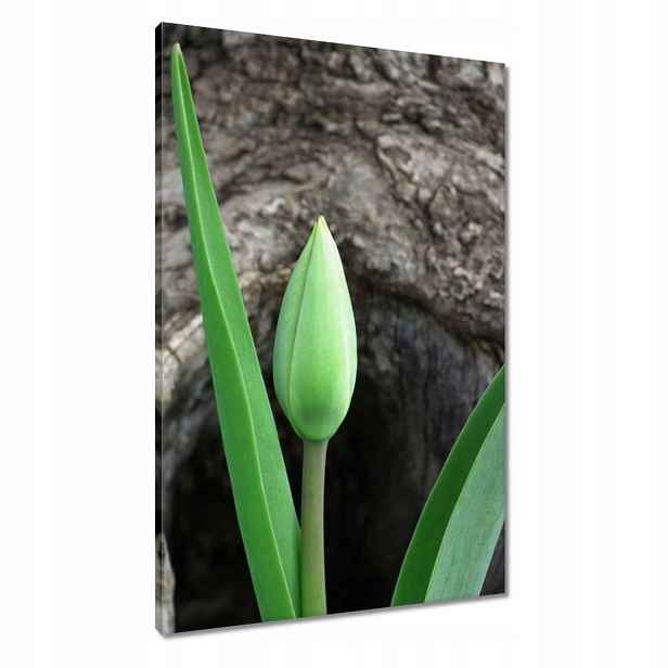 Obrazy 60x90 Zelený tulipán