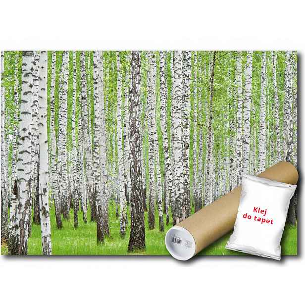 Vinylová Fototapeta Les Stromy Břízy Zeleň Pohled Příroda 152x104