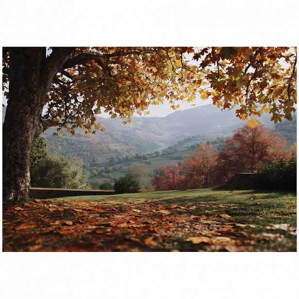 Wallarena FOTOTAPETA krajina les hnědá 150x105 cm
