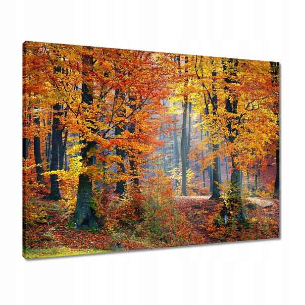 Obrazy 80x60 Zlatý podzim