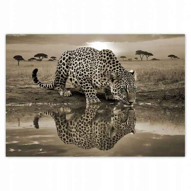 Fototapety 152x104 Tygr Gepard Do Ložnice