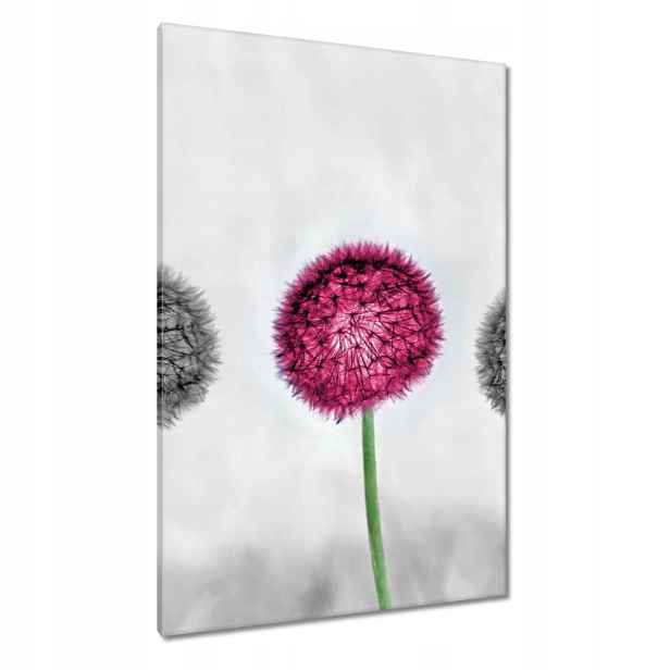 Obrazy 80x120 Růžový pampeliška Květina
