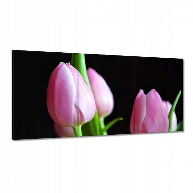Obrazy 120x60 Fialové tulipány