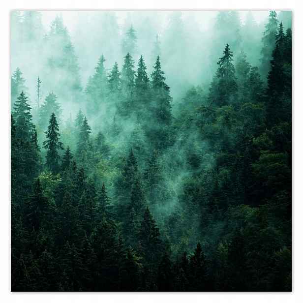 Plakáty 140x140 Les Mlha Krajina Cestování