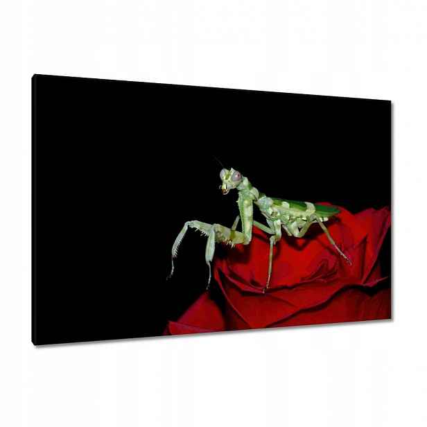 Obrazy 120x80 Modliška červený květ