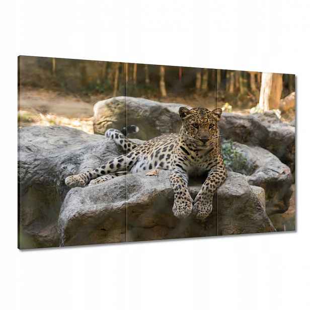 Obrazy 120x80 Leopard