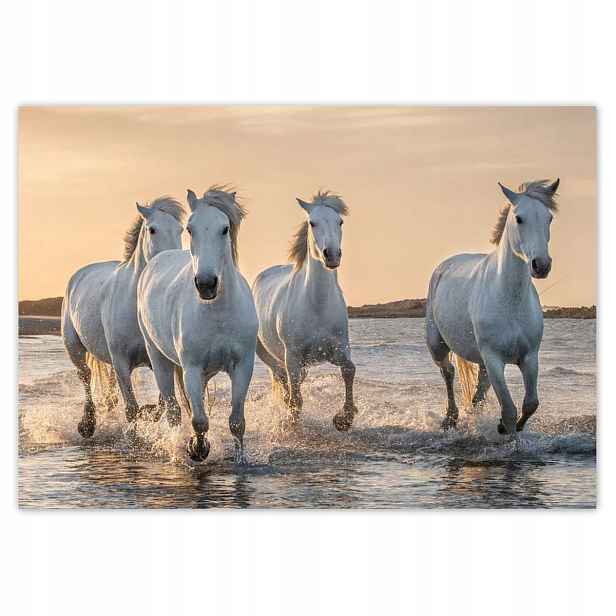 Fototapety 416x290 Divocí koně Wild Horses