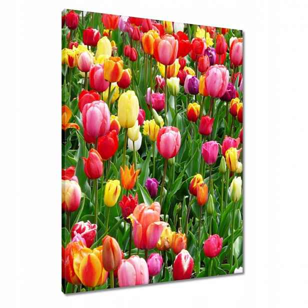 Obrazy 60x80 Barevné tulipány na louce