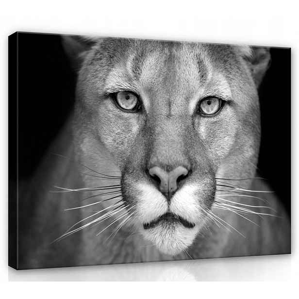 Obraz Na Plátně Plátno 70x50 Lev Lvice Puma Kočka