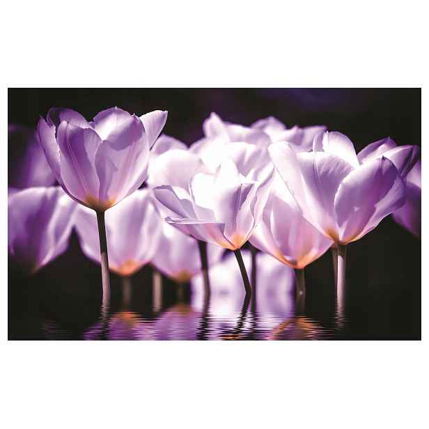Vliesová fototapeta Tulipány tmavě fialové bílé 350x250 lepidlo