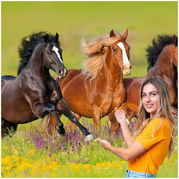 Fototapeta 3D Zvířata Kůň Koně 588x280 KK09W