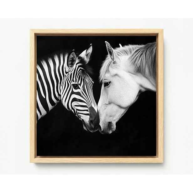 Obraz Rám American Box Portrét Kůň Zebra Bílá Černá Kontrast B&w 60x60