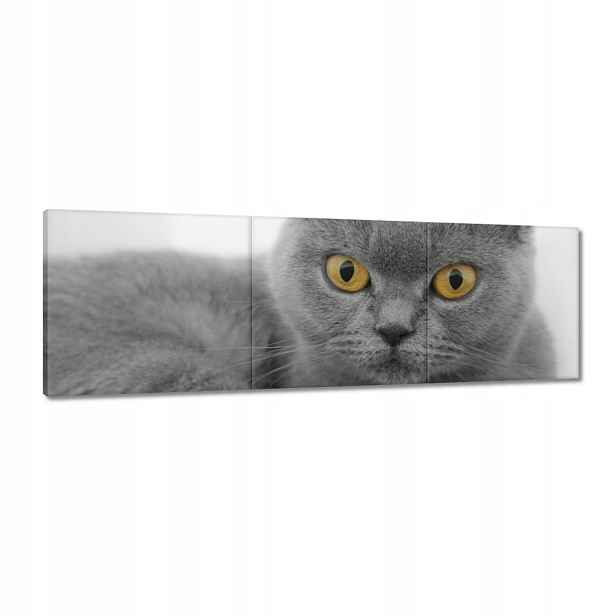 Obrazy 150x50 Šedá britská kočka
