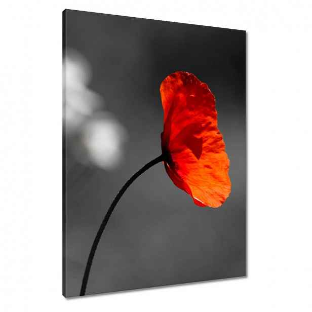 Obrazy 60x80 Rozkvetlý červený mák