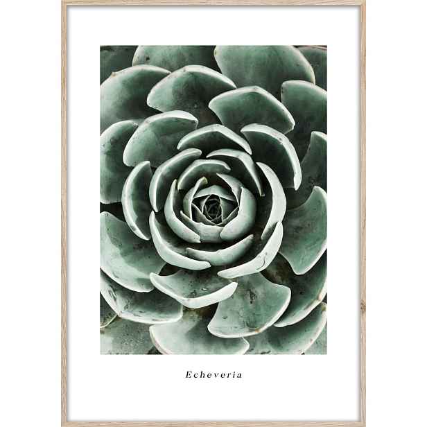 Obraz 50x70 cm Echeveria – Styler