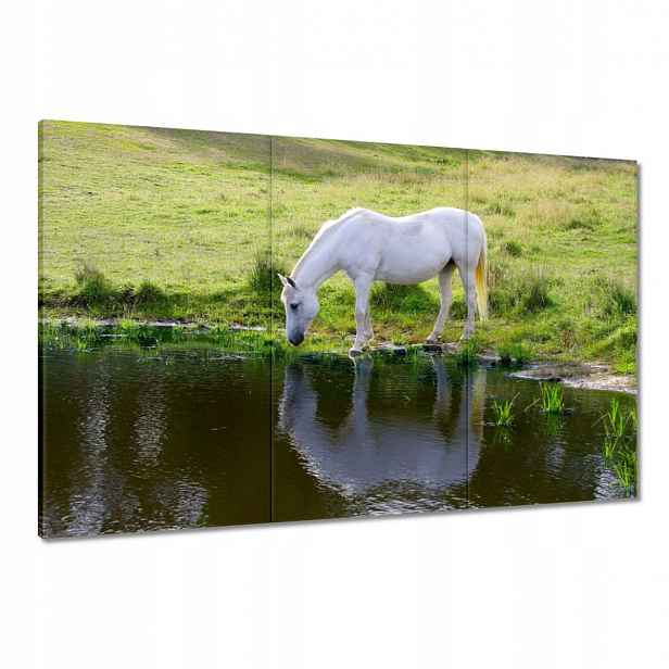 Obrazy 120x80 Bílý kůň