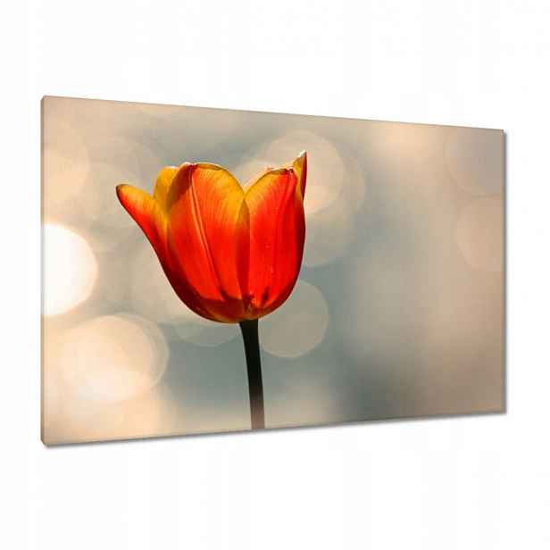 Obrazy 120x80 Oranžový tulipán