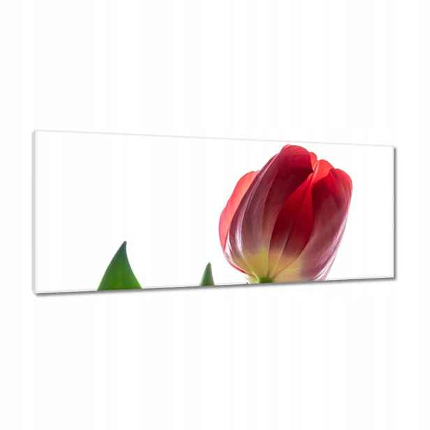Obrazy 100x40 Červený tulipán Květina