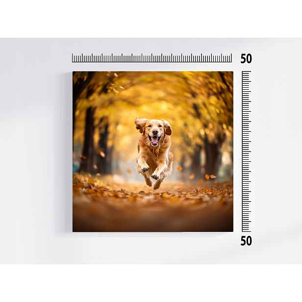 Obraz Na Plátně Canvas Podzimní Park Procházka Pes Zlatý Radost Zábava 50x50