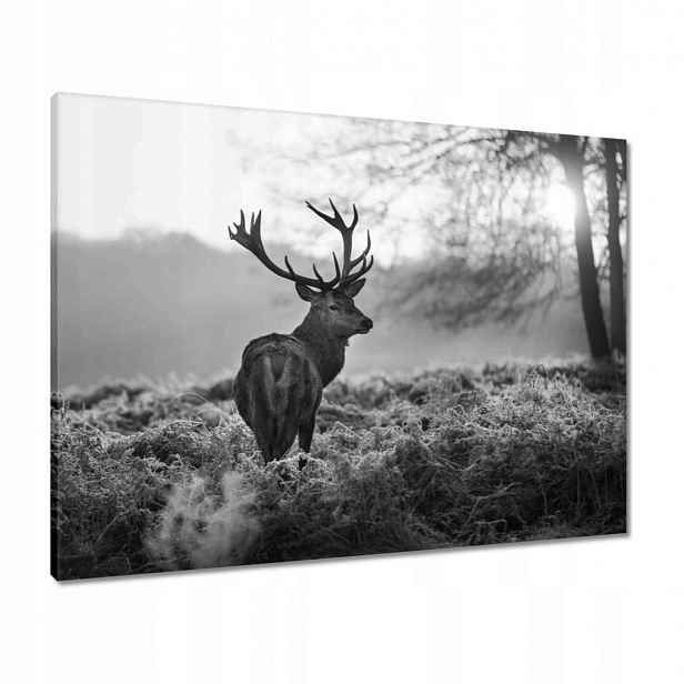 Obrazy 80x60 Černobílý jelen