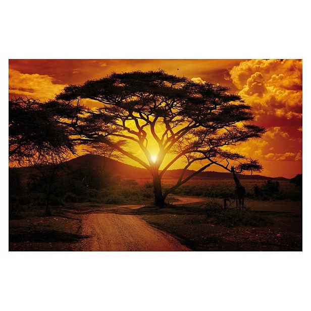 Fototapeta Africká savana Žirafa akácie slunce 254x184 vinylová lepidlo