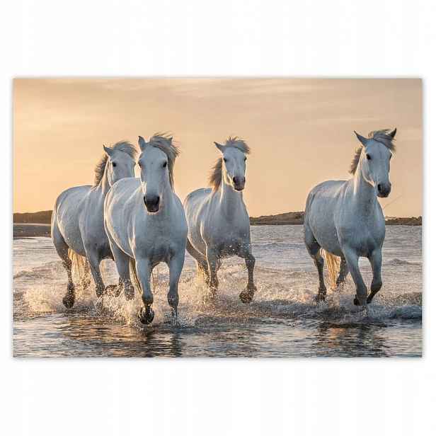 Fototapety 152x104 Divocí koně Wild Horses