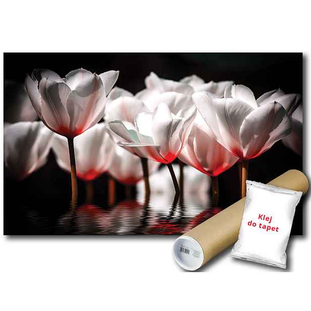 Fototapeta Tulipány Tulipán 9C V8 368x254 F1102