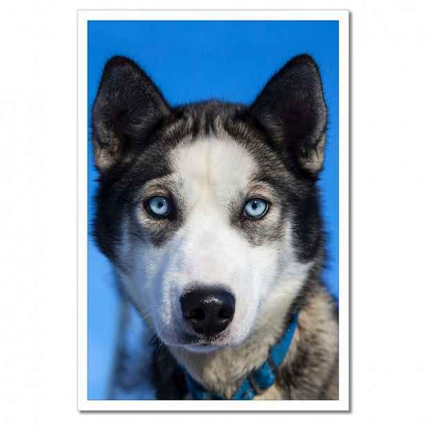Plakáty v rámu 40x60 Husky