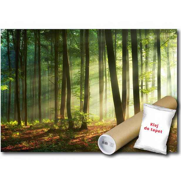 Fototapeta Flizelina Les Stromy Slunce 208x146