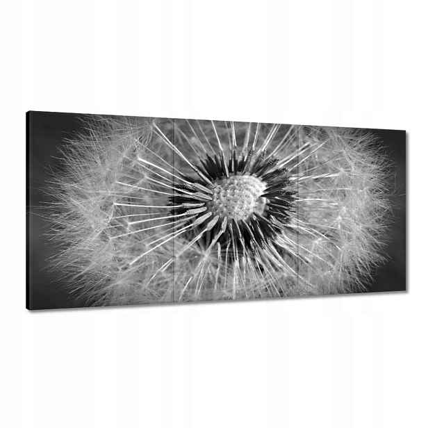 Obrazy 120x60 Pampeliška Květ Květiny