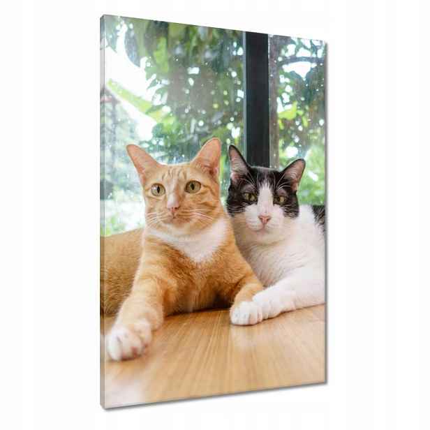 Obrazy 60x90 Kočka Kotě Kočky Kočka