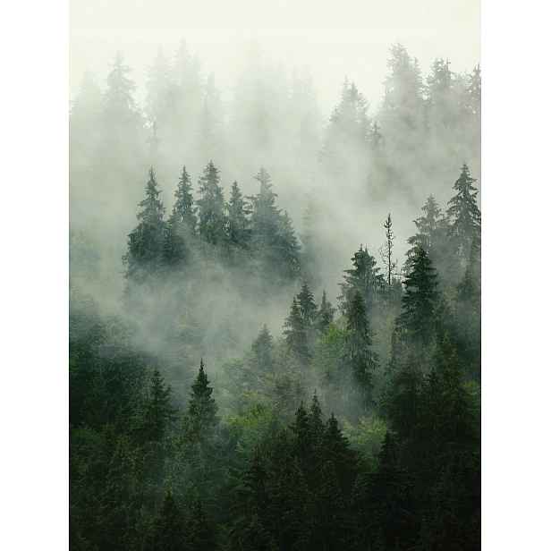 Fototapeta Les V Mlze Vertikální Zamlžený Les Na Vliesové Tapetě 184x254