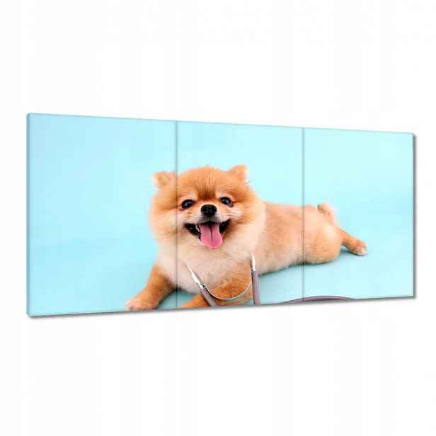 Obrazy 180x90 Pes se stetoskopem