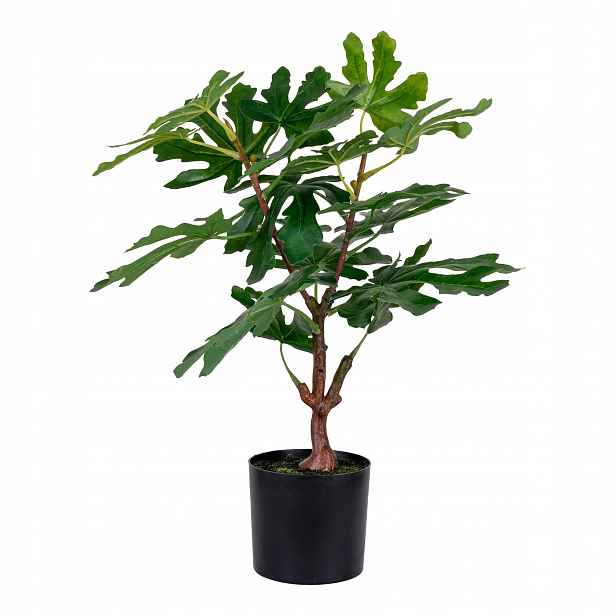 Fíkovník 50 CM