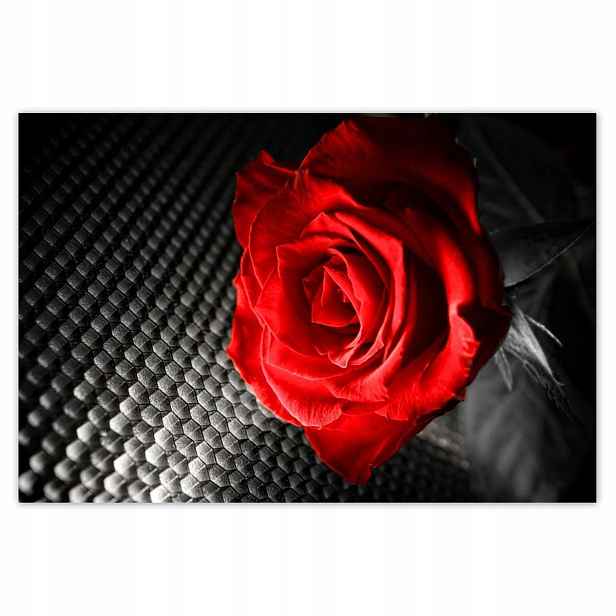Plakáty 185x125 Červená mezi šedou