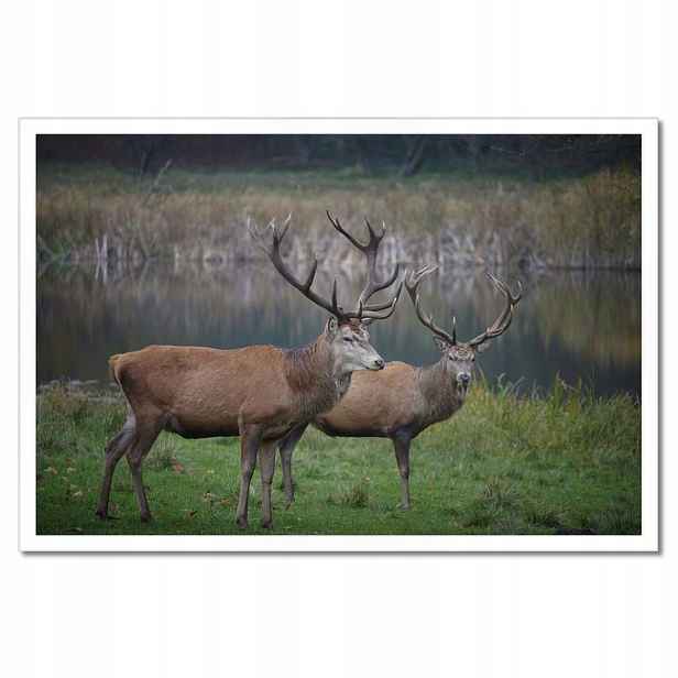 Plakáty v rámu 60x40 Jeleni v přírodě Louka