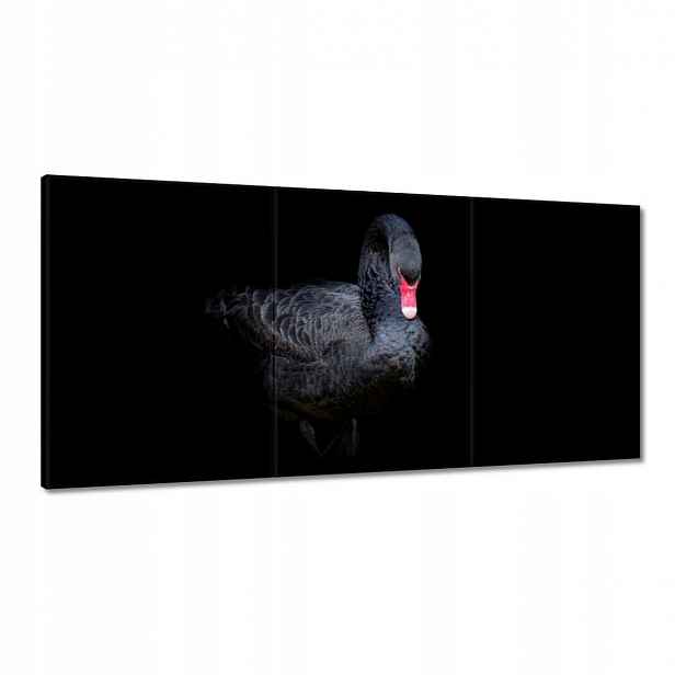 Obrazy 180x90 Krásná černá labuť