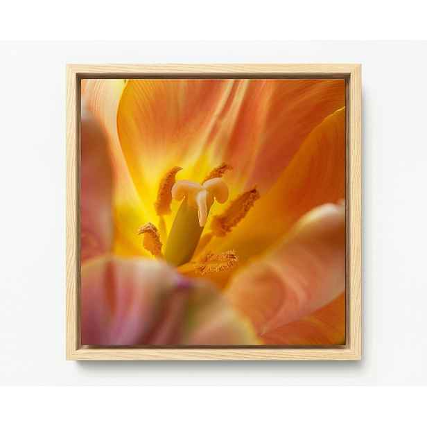 Obraz Rám American Box Květ Žlutý Tulipán Příroda Makro Fotografie 60x60